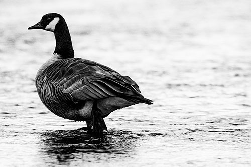 River Walking Canadian Goose (Gray Photo)
