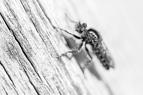 Robber Fly Perched Along Sloping Tree Stump (Gray Photo)