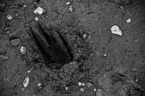Rocks Surround Deep Mud Paw Footprint (Gray Photo)