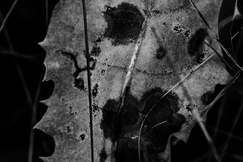 Rot Screaming Leaf Face Among Grass Blades (Gray Photo)