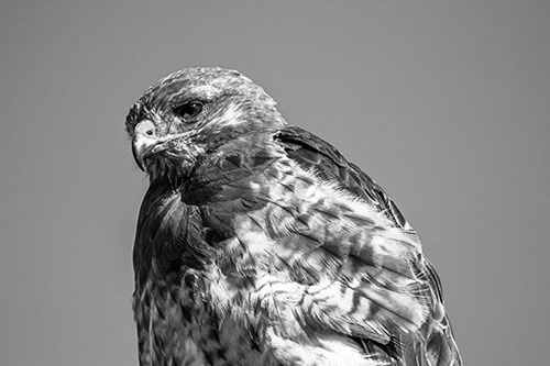 Rough Legged Hawk Keeping An Eye Out (Gray Photo)