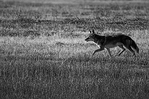 Running Coyote Hunting Among Grass Prairie (Gray Photo)