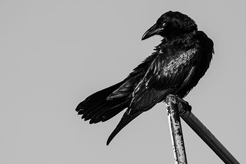 Rusted Rail Raven Keeping Watch (Gray)