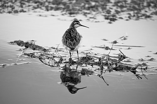 Sandpiper Bird Perched On Floating Lake Stick (Gray Photo)