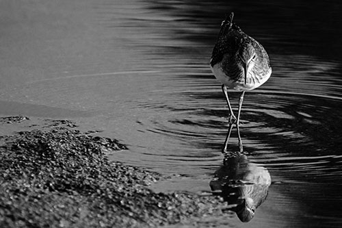 Sandpiper Watching Water Rippling Among Shoreline (Gray)