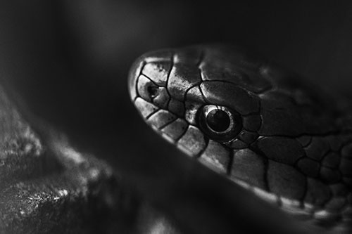 Scared Garter Snake Makes Appearance (Gray Photo)