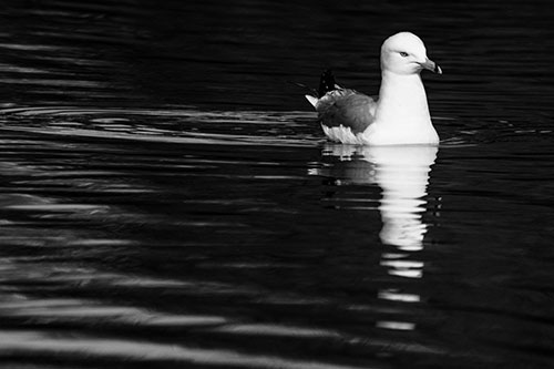 Seagull Floating Among Illuminated Rippling Water (Gray)