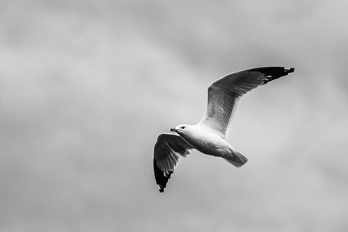 Seagull Flying Among Cloudy Overcast Sky (Gray)