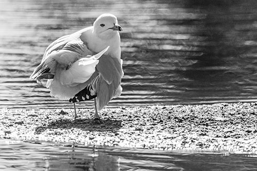 Seagull Grooming Itself Among Lake Shore (Gray)