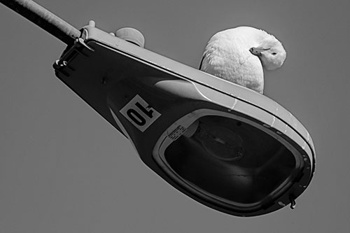 Seagull Grooming Self Atop Street Light Pole (Gray)