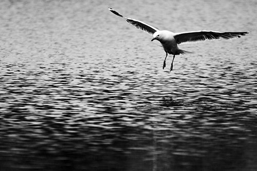 Seagull Landing On Lake Water (Gray Photo)