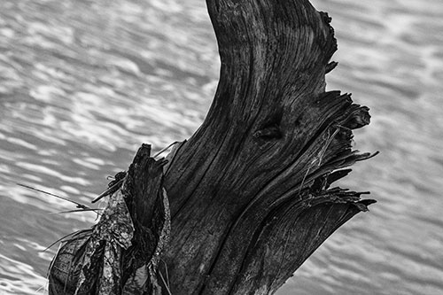 Seasick Faced Tree Log Among Flowing River (Gray Photo)