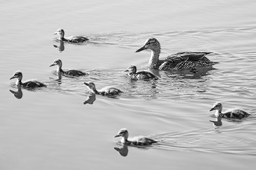 Seven Mallard Ducklings Swimming With Mother (Gray)