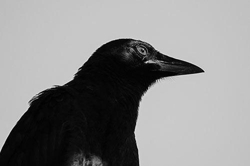 Shaded Crow Gazing Towards Sunlight (Gray Photo)