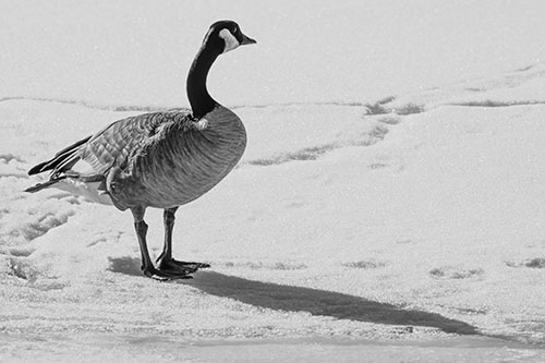 Shadow Casting Canadian Goose Standing Among Snow (Gray Photo)