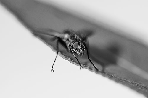 Shadow Casting Cluster Fly Dangles Leg Off Plant Leaf (Gray)