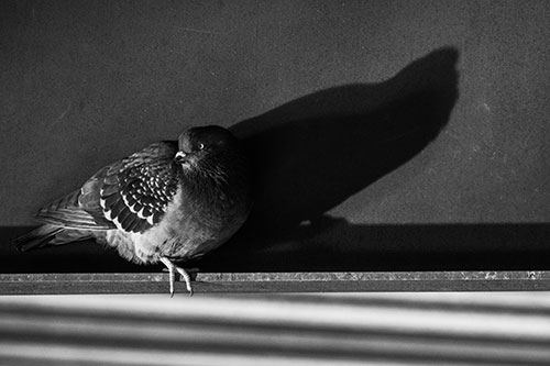 Shadow Casting Pigeon Looking Towards Light (Gray Photo)