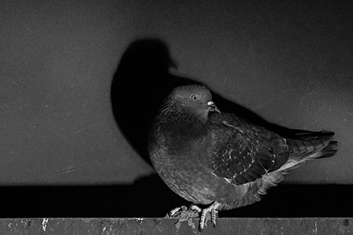 Shadow Casting Pigeon Perched Among Steel Beam (Gray Photo)