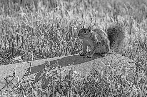 Shadow Casting Squirrel Sitting Atop Concrete Drain (Gray)