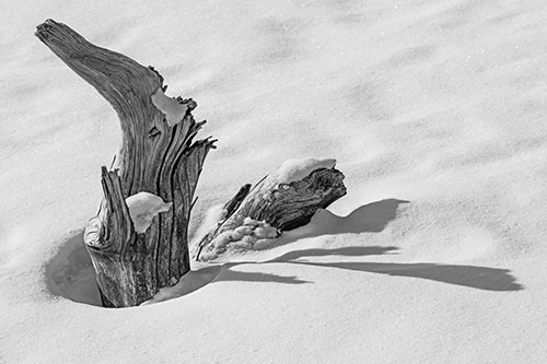 Shadow Casting Tree Trunk Waving Among Snow (Gray)