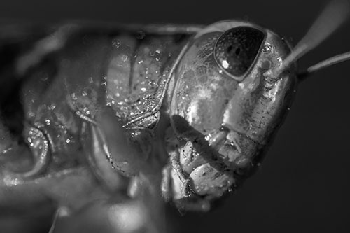 Shadow Casts Smile Across Grasshoppers Face (Gray)