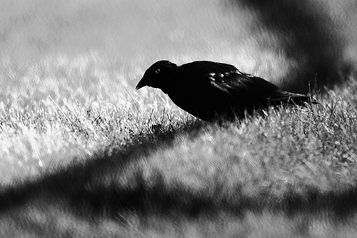 Shadow Standing Grackle Bird Leaning Forward On Grass (Gray Photo)