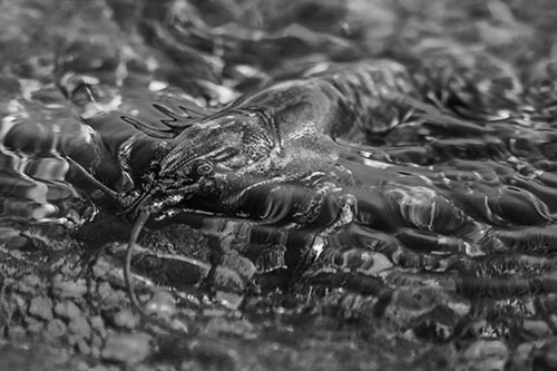 Shallow Submerged Crayfish Keeping Watch Among River (Gray Photo)