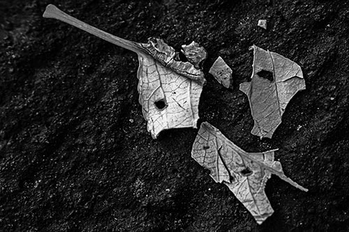 Shattered Leaf Face Separating Atop Pavement (Gray)