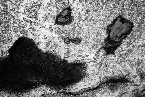 Shocked Puddle Face Drying Among Rock Surface (Gray Photo)