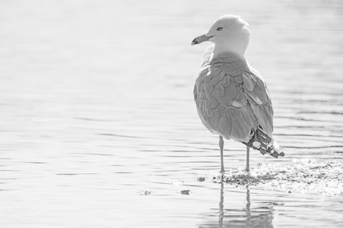 Shore Standing Seagull Watches Across Lake (Gray)