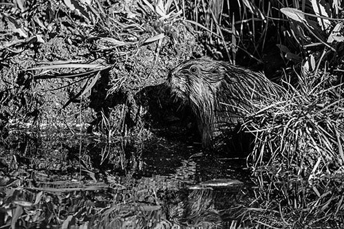 Shy Muskrat Sits Among Shallow Stream (Gray)