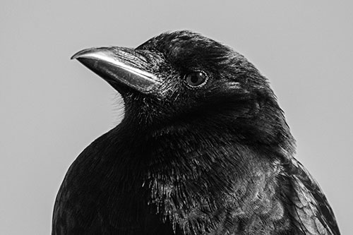 Side Glancing Crow Among Sunlight (Gray Photo)