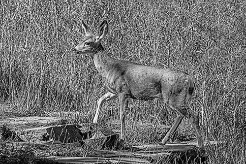 Side Glancing Mule Deer Walking Up Stepping Stones (Gray)