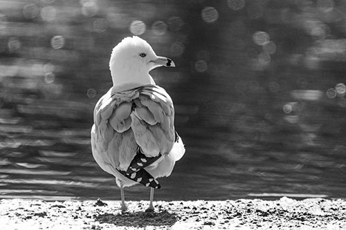 Sideways Glancing Seagull Observing Lake Surroundings (Gray)