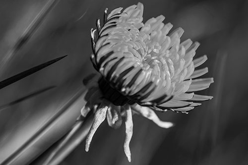 Sideways Taraxacum Flower Blooming Towards Light (Gray Photo)