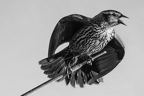 Singing Female Red Winged Blackbird Gripping Broken Cattail (Gray)