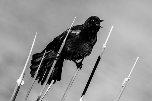 Singing Red Winged Blackbird Gripping Ahold Between Leaning Cattail Branches (Gray)