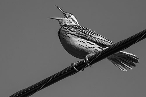 Singing Western Meadowlark Perched Atop Powerline Wire (Gray Photo)