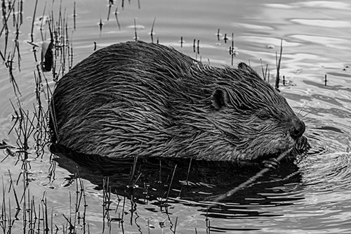 Sitting Beaver Nibbles Branch Along Shallow Rivershore (Gray)