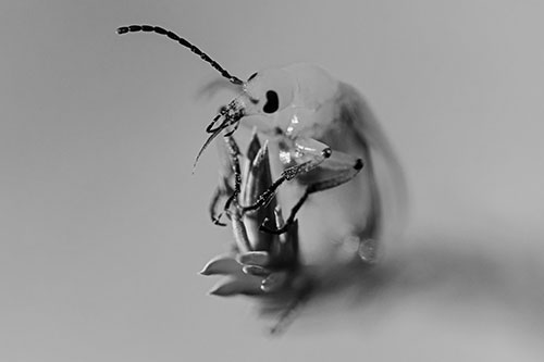 Sitting Blister Beetle Riding Plant Top (Gray)