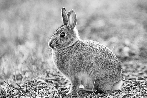 Sitting Bunny Rabbit Perched Beside Grass Blade (Gray Photo)