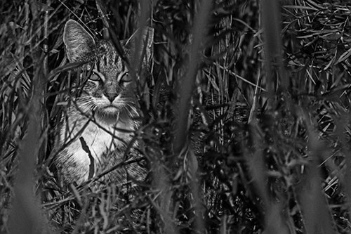 Sitting Cat Gazes Through Reed Grass (Gray)
