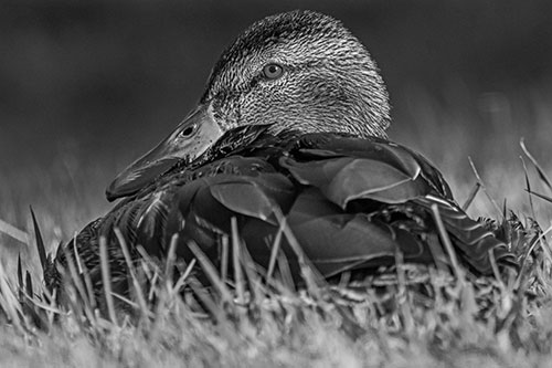 Sitting Mallard Duck Resting Among Grass (Gray Photo)