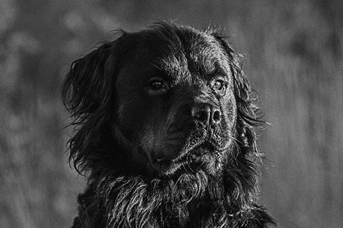 Sitting Rottweiler Dog Poses Among Sunrise (Gray)