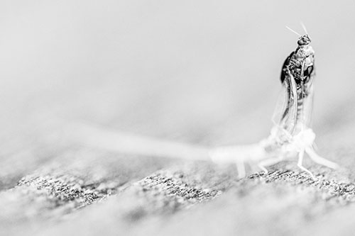 Skin Shedding Mayfly Rises Upwards (Gray)
