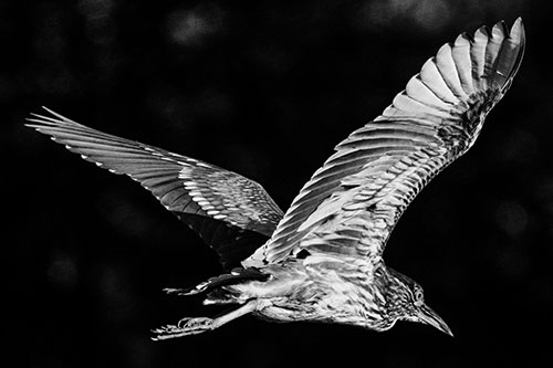 Skittish Black Crowned Night Heron Flying Towards Seclusion (Gray)