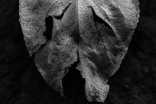 Slant Eyed Leaf Face Decaying Atop Pavement (Gray)
