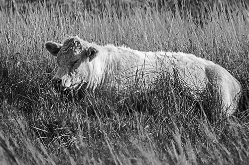 Sleeping Cow Resting Among Grass (Gray Photo)