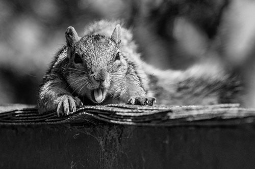 Sleepy Squirrel Yawning Among Rooftop (Gray)