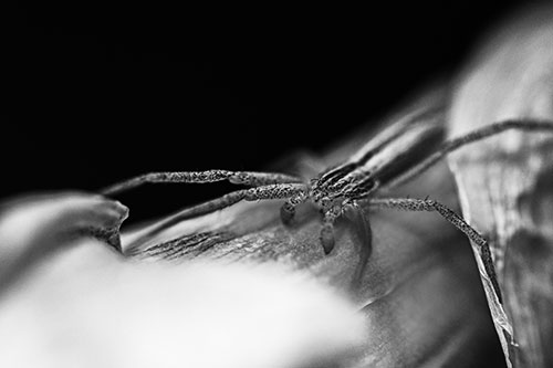 Slender Crab Spider Sprawled Out Among Plant (Gray)